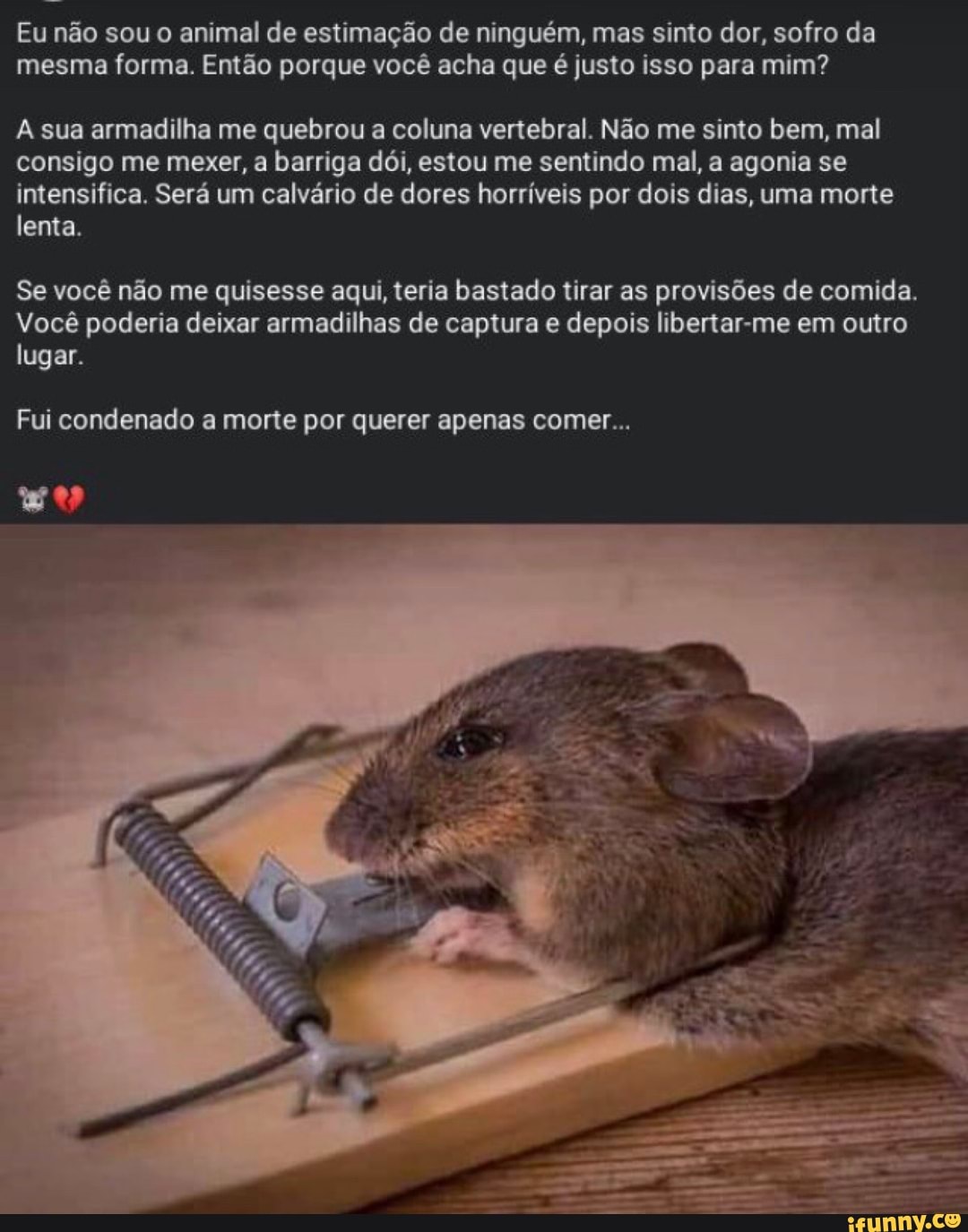 Eu não sou o animal de estimação de ninguém mas sinto dor sofro da