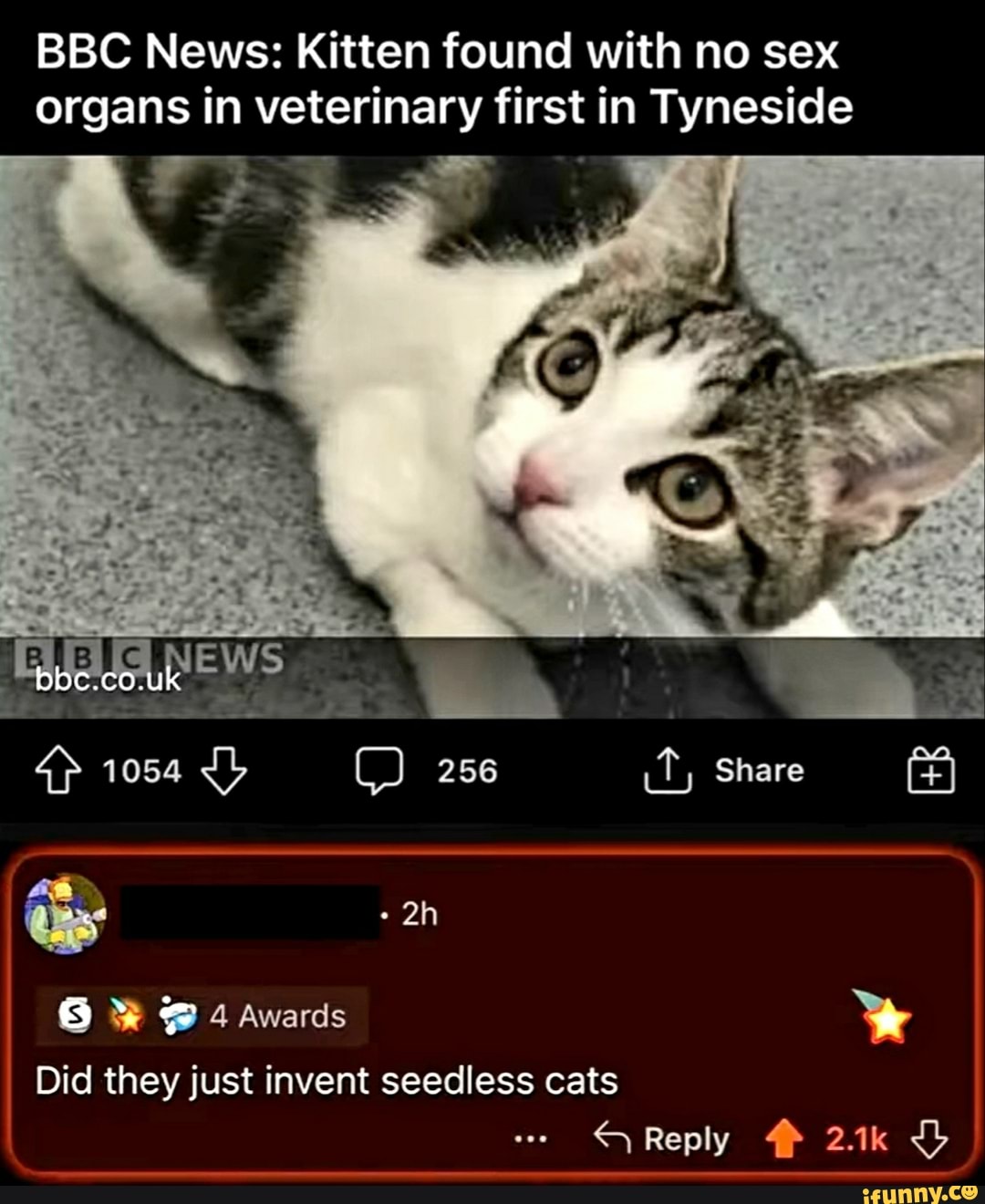 BBC News: Kitten found with no sex organs in veterinary first in Tyneside  NEW Share S @ 4 Awards I I I Did they just invent seedless cats Reply -  iFunny Brazil