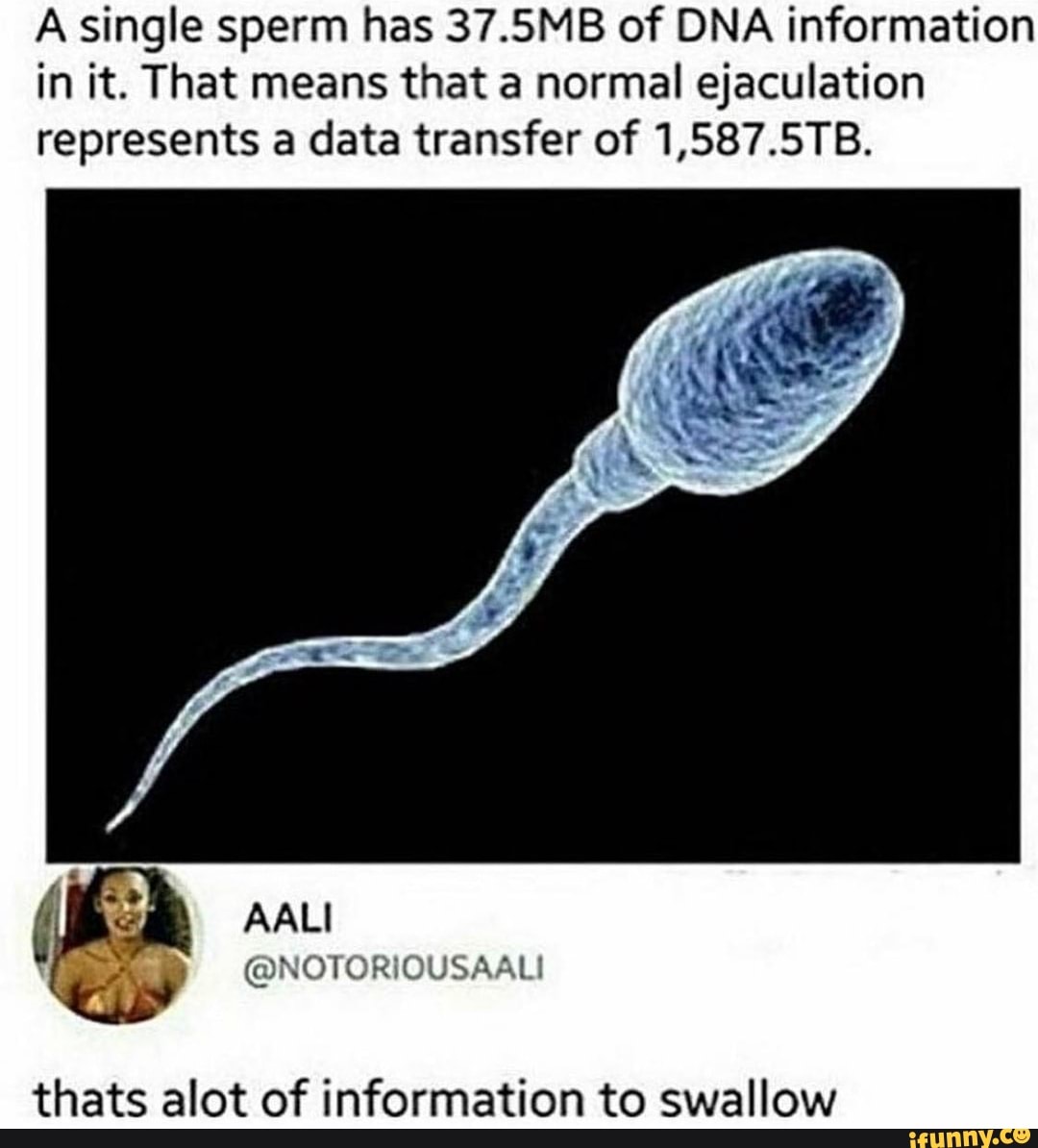 A single sperm has 37.5MB of DNA information in it. That means that a  normal ejaculation represents a data transfer of 1,587.5TB. thats alot of  information to swallow - iFunny Brazil