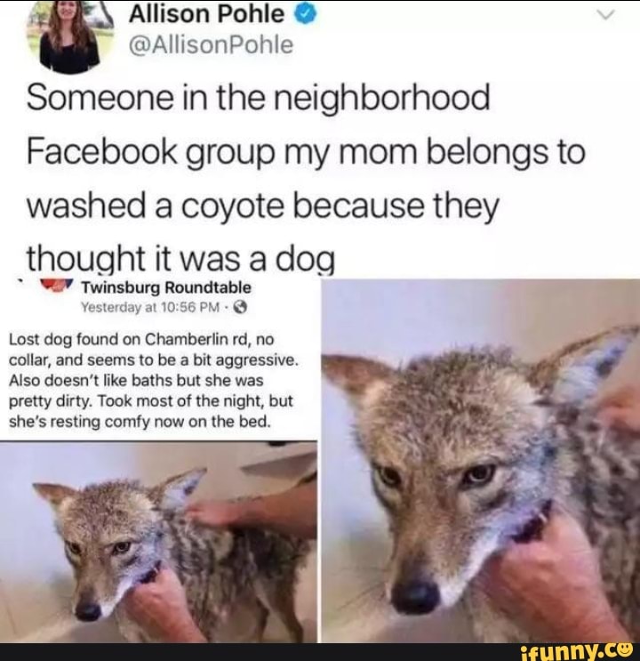 Coyote memes. Best Collection of funny Coyote pictures on iFunny Brazil