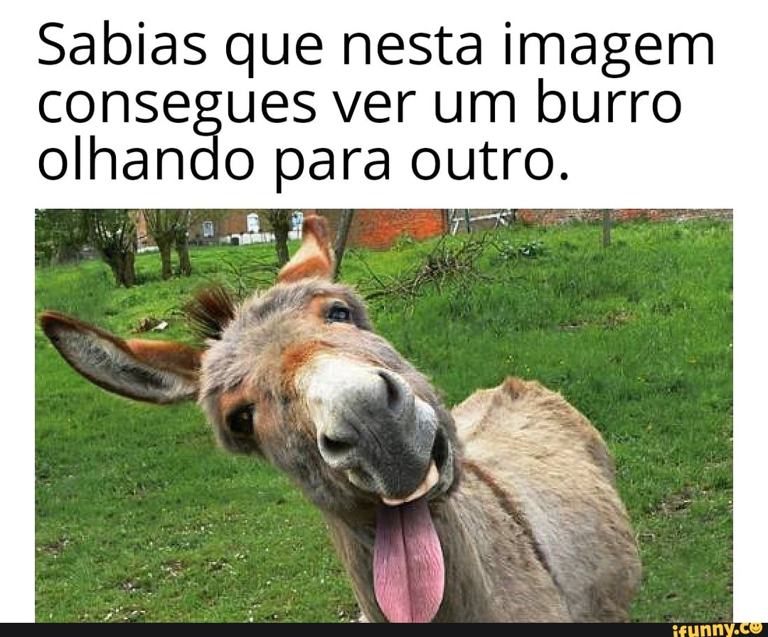 memes burro - Buscar con Google  Memes, Imagens hilárias, Piadas