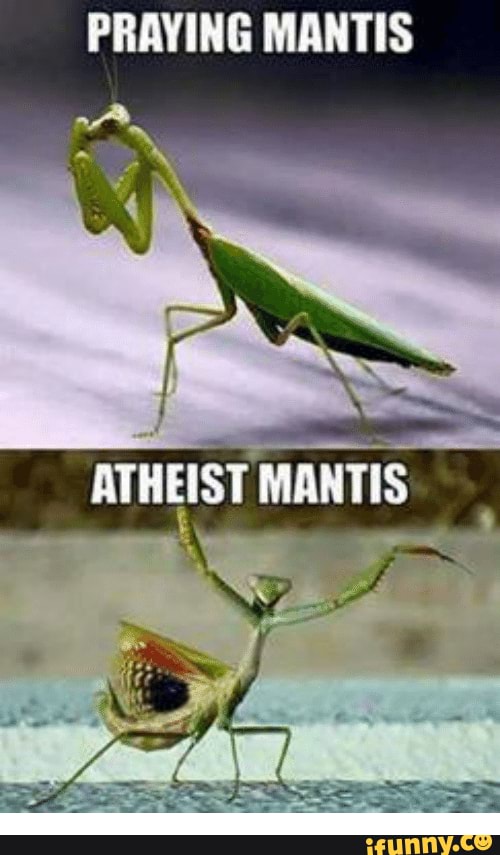 Praying_mantis memes. Best Collection of funny Praying_mantis pictures