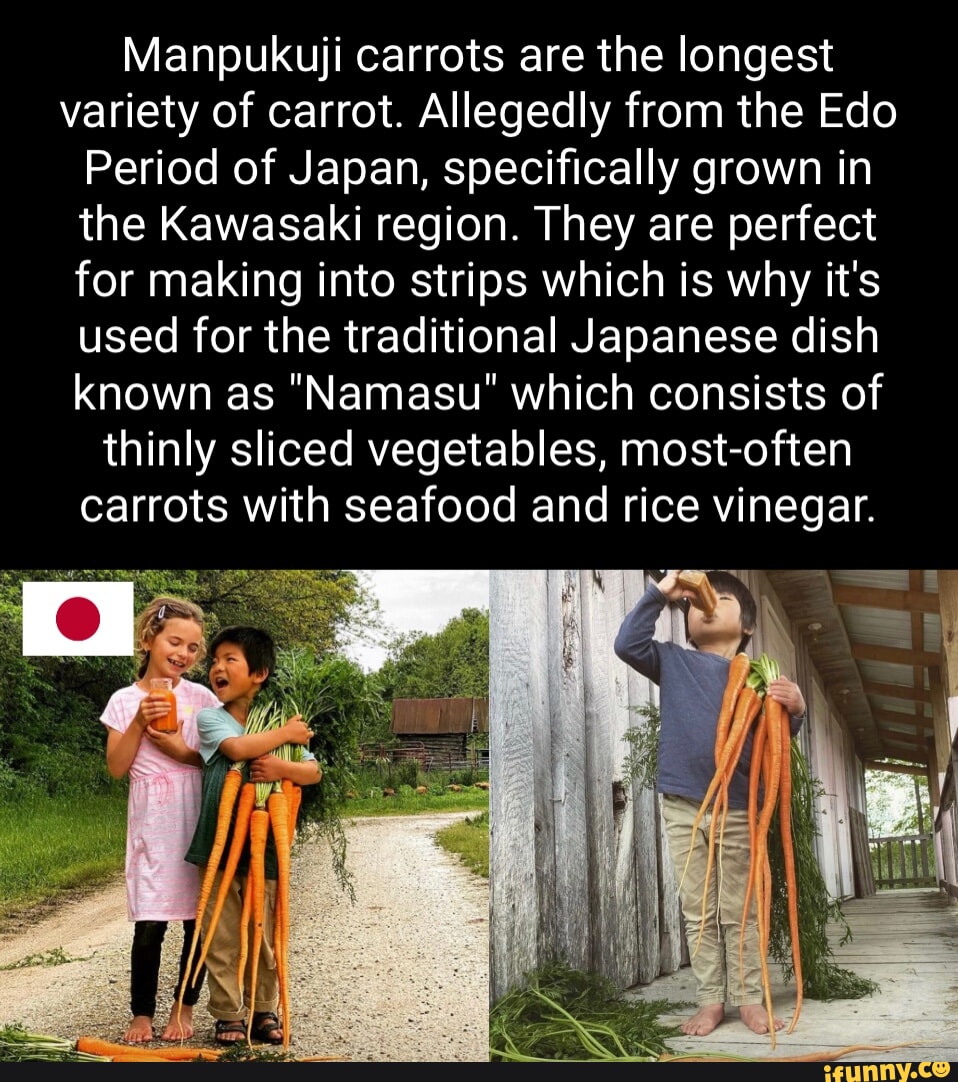 Manpukuji carrots are the longest variety of carrot. Allegedly from the