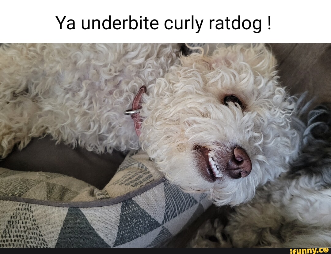 Dog With Overbite Meme