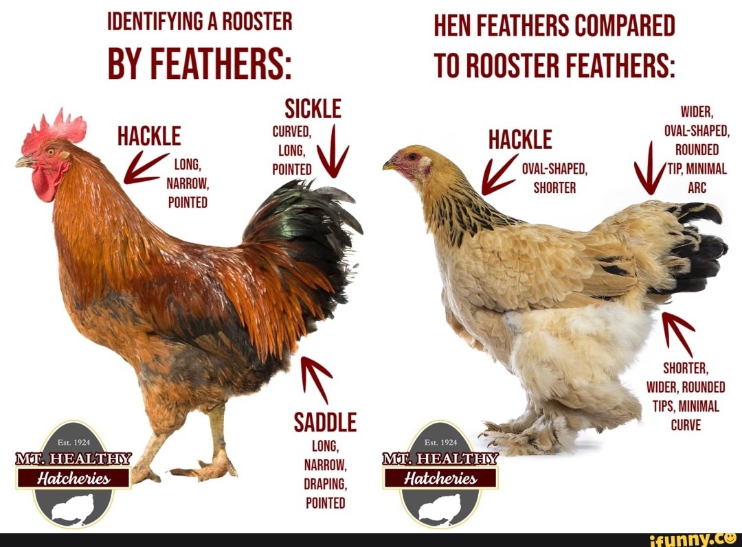 IDENTIFYING A ROOSTER HEN FEATHERS COMPARED BY FEATHERS: TO ROOSTER FEATHERS:  SICKLE WIDER, HACKLE HACKLE ROUNDED