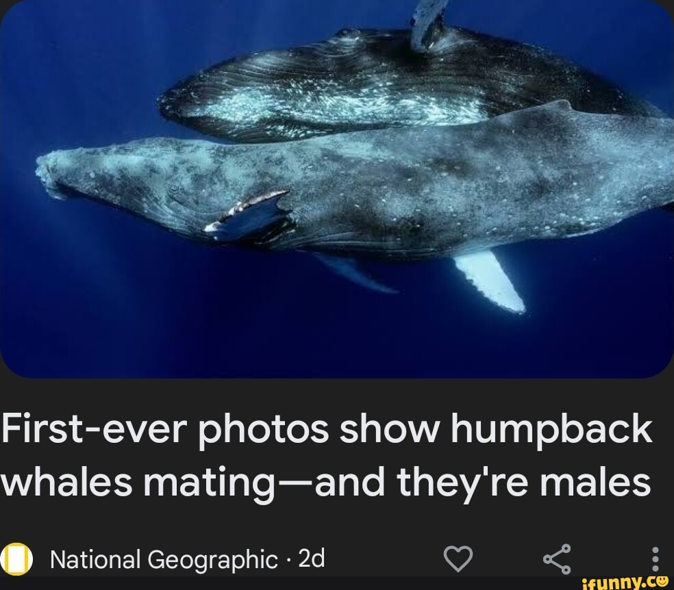 First-ever Photos Show Humpback Whales Mating-and They're Males ...