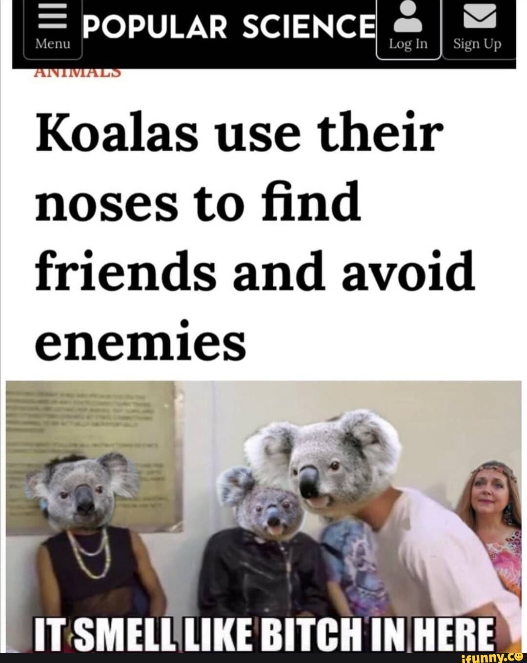 Koalas use their noses to find friends and avoid enemies