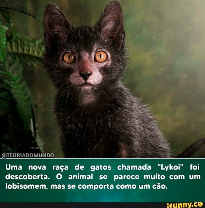 E quem disse que um gato não pode ser o Rei da Selva? - Purebreak