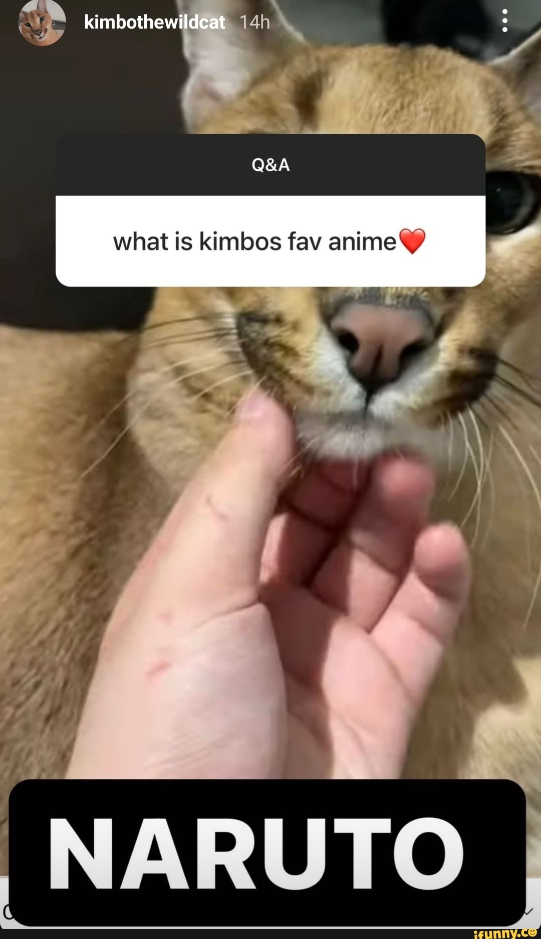 Kimbothewildcat memes. Best Collection of funny Kimbothewildcat pictures on  iFunny Brazil