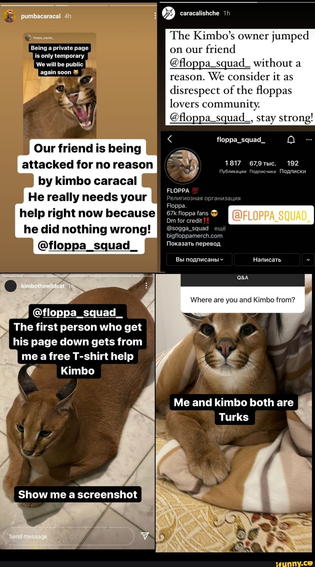 kimbo the wild cat (floppa) : r/aww