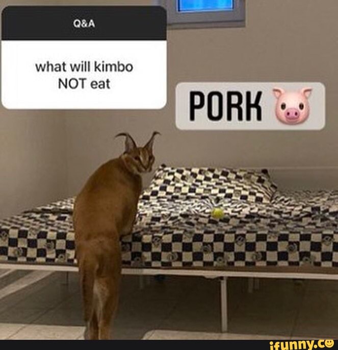 Kimbothewildcat memes. Best Collection of funny Kimbothewildcat pictures on  iFunny Brazil