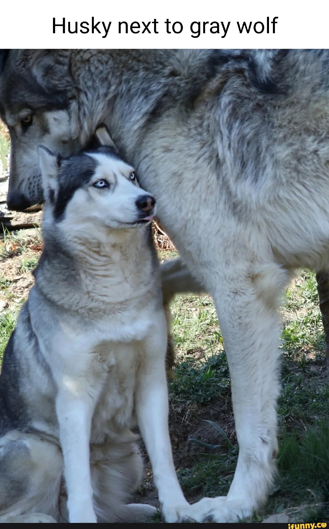 Husky next to gray wolf - iFunny Brazil