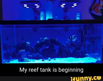 Reef memes. Best Collection of funny Reef pictures on iFunny Brazil