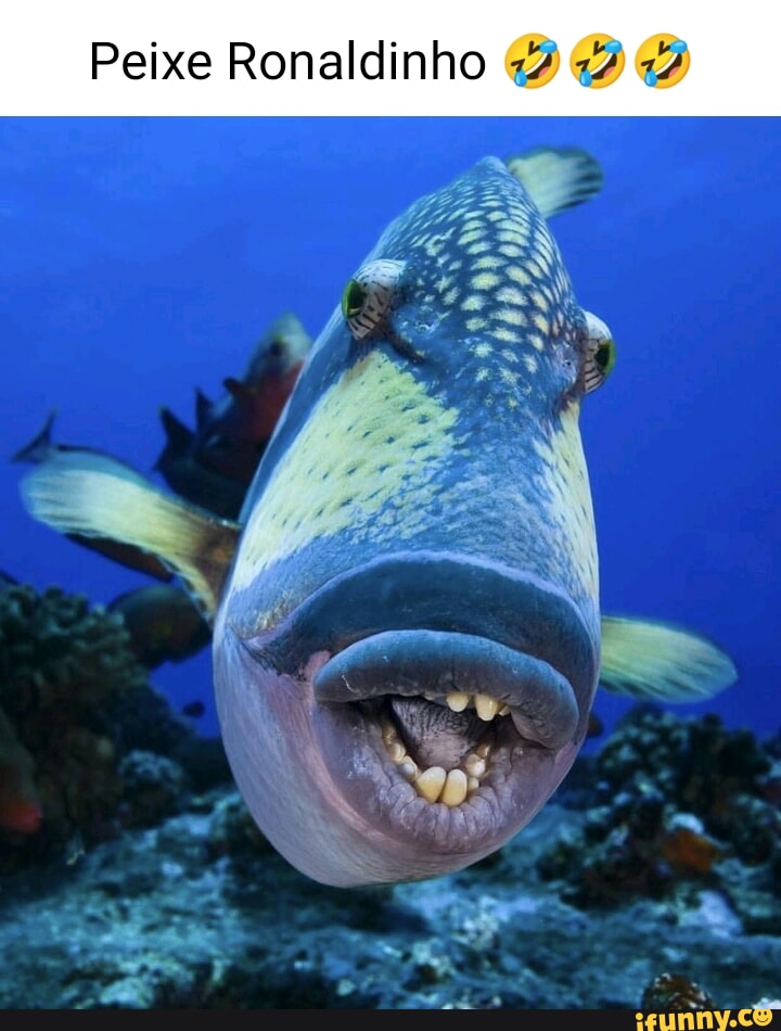 Peixe Ronaldinho - iFunny Brazil