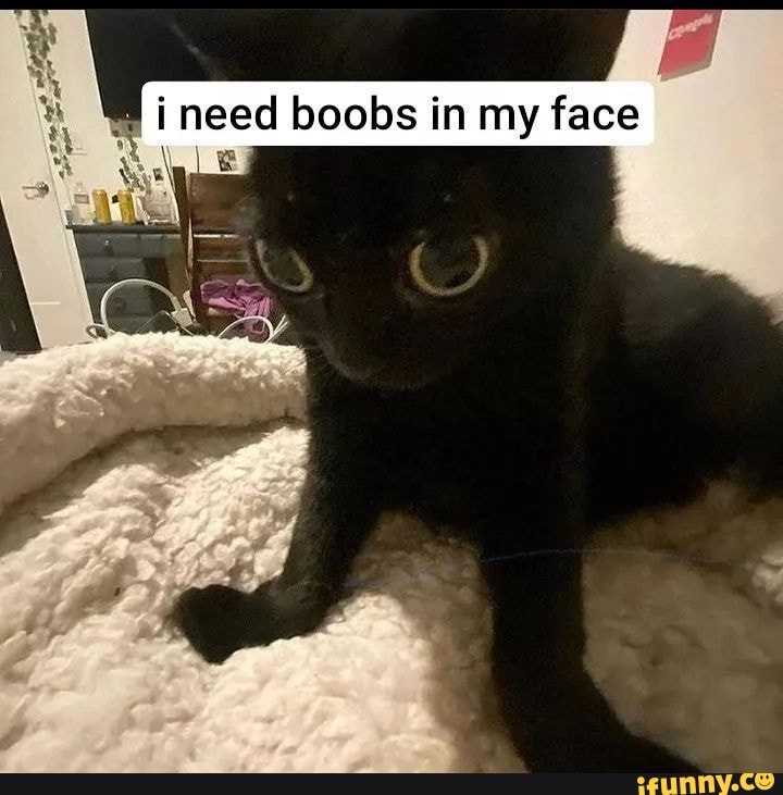 I need boobs in my face - iFunny Brazil