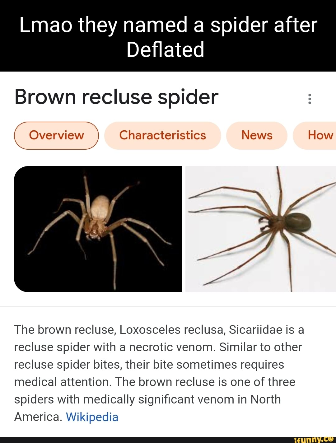 Bite of the Brown Recluse by coolmoslice on DeviantArt