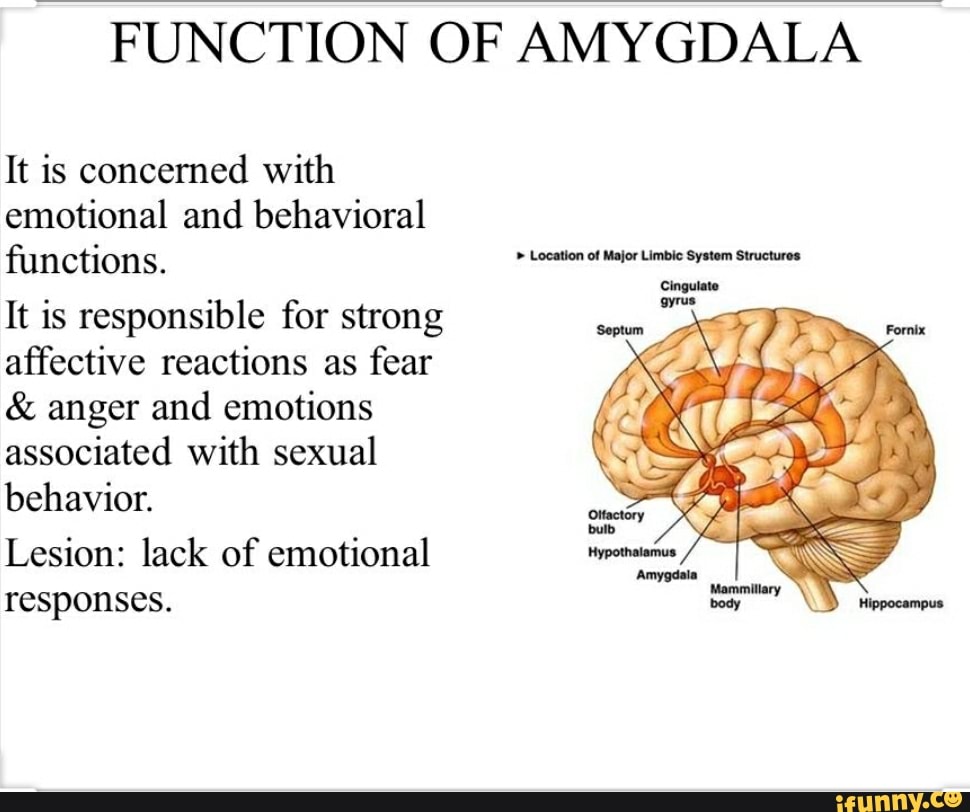 What Area Of The Brain Controls The Heart Rate Digestion And Breathing