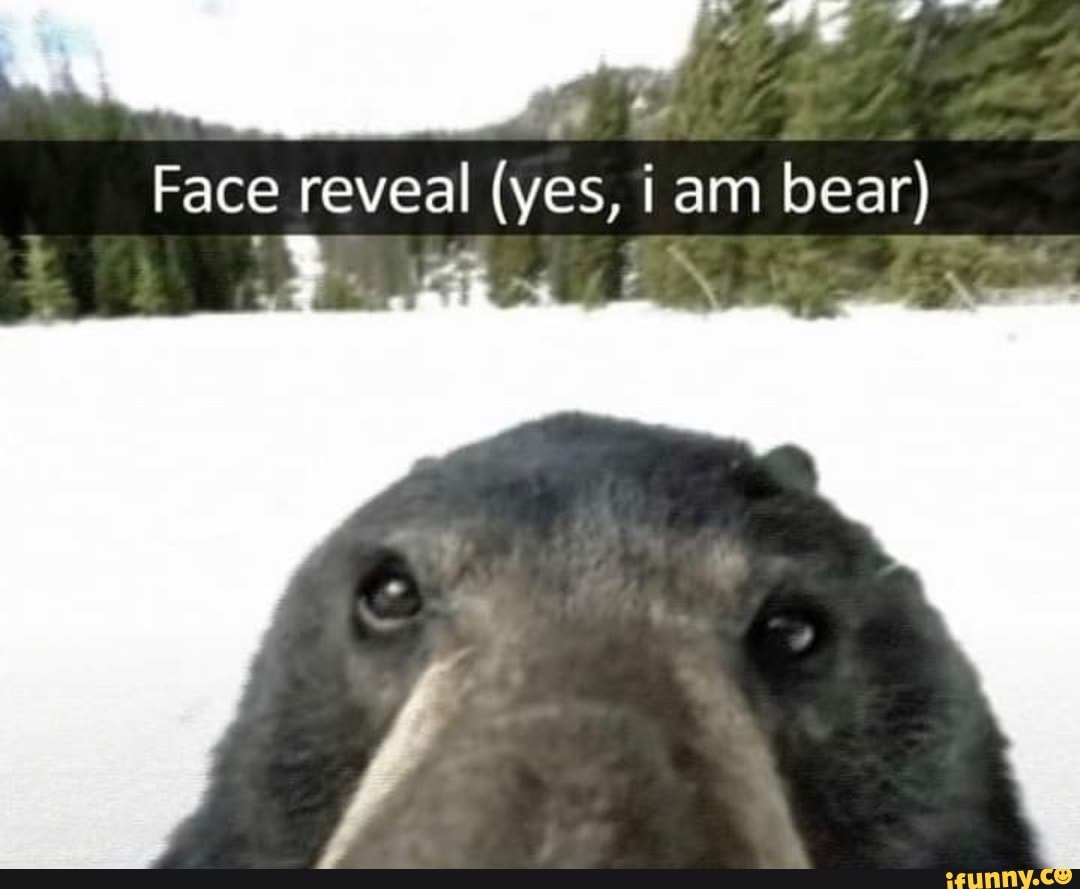 Face reveal (yes, i am bear) - iFunny Brazil