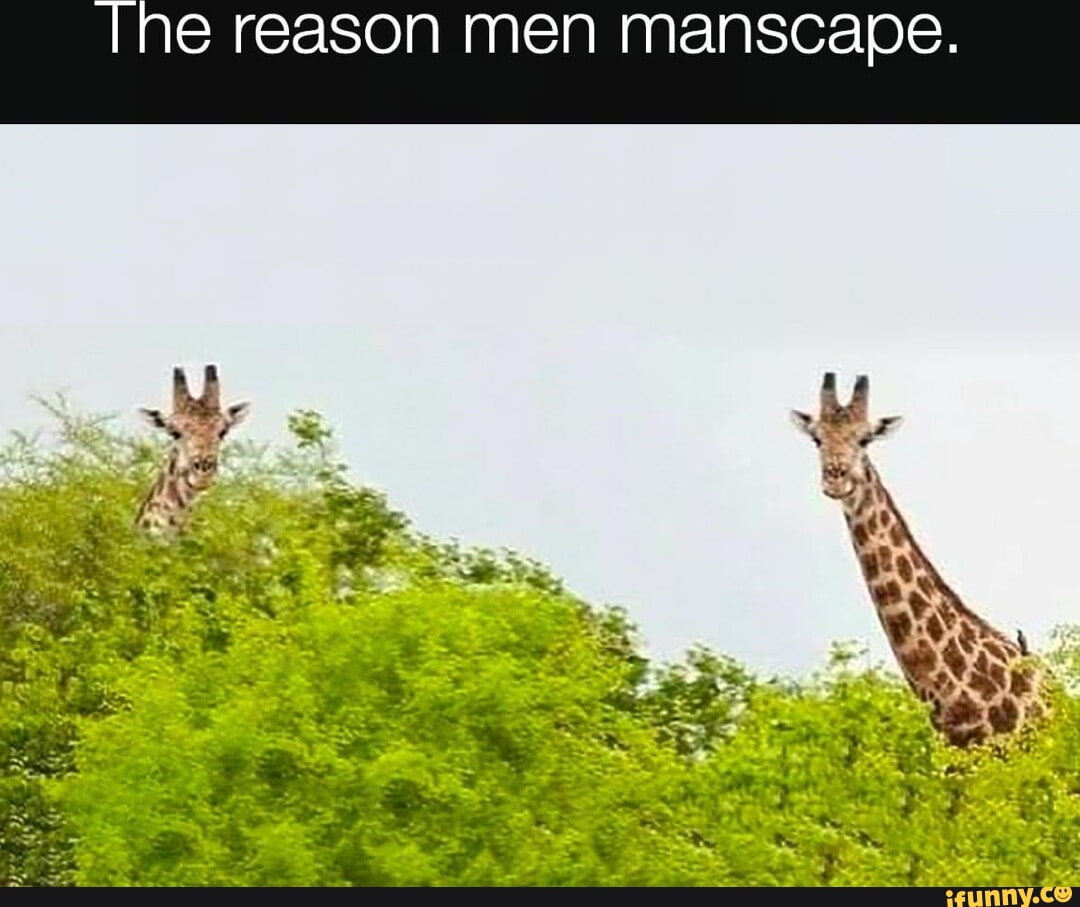 Manscape memes. Best Collection of funny Manscape pictures on iFunny Brazil