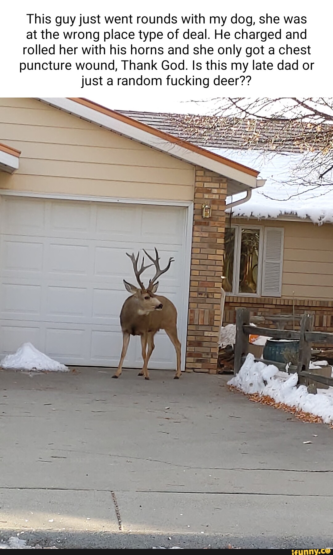 This guy just went rounds with my dog, she was at the wrong place type of