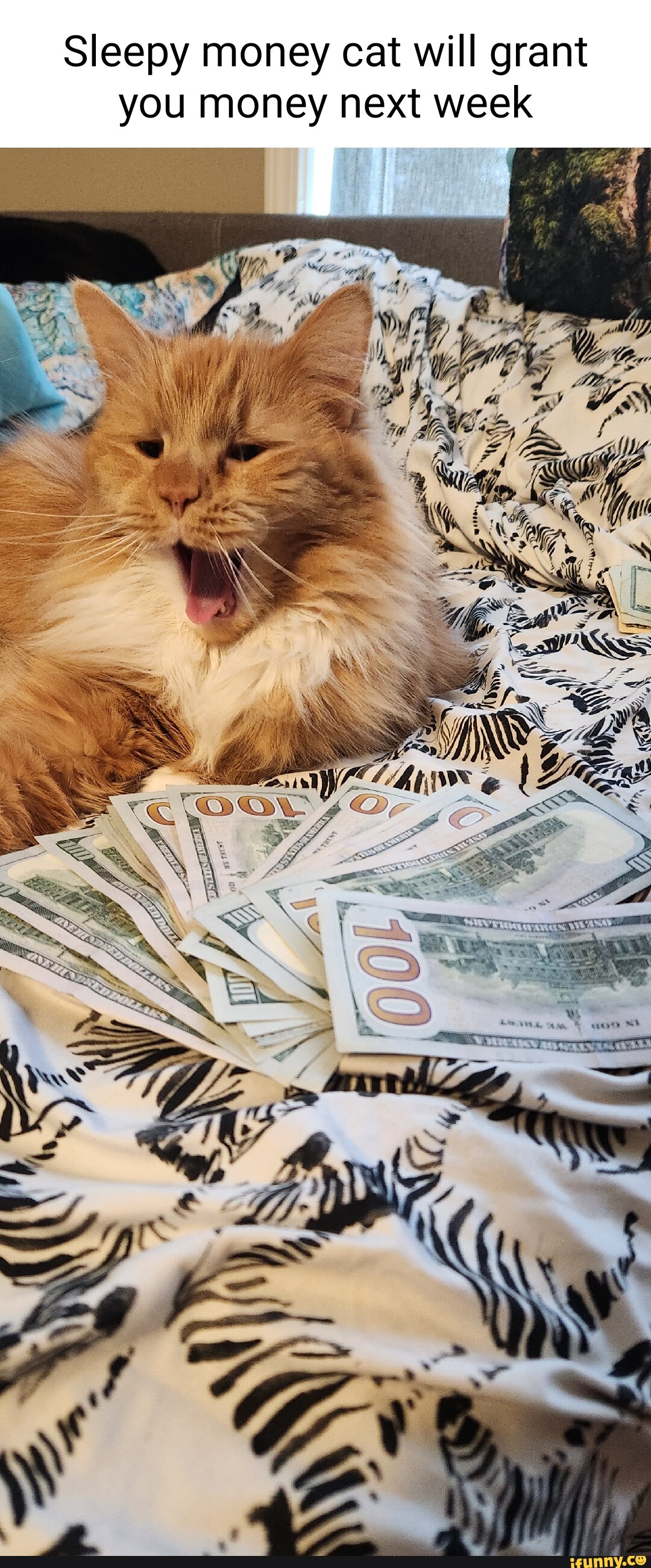 money cat meme