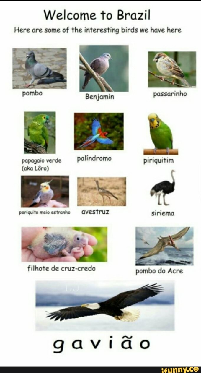 Pombo Tropical