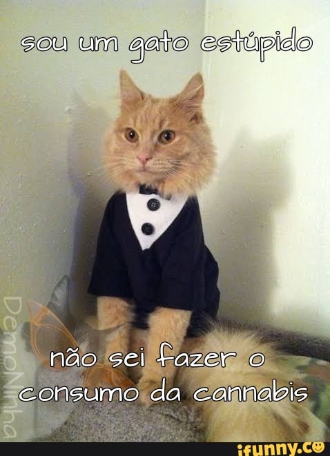 Sou Gato 