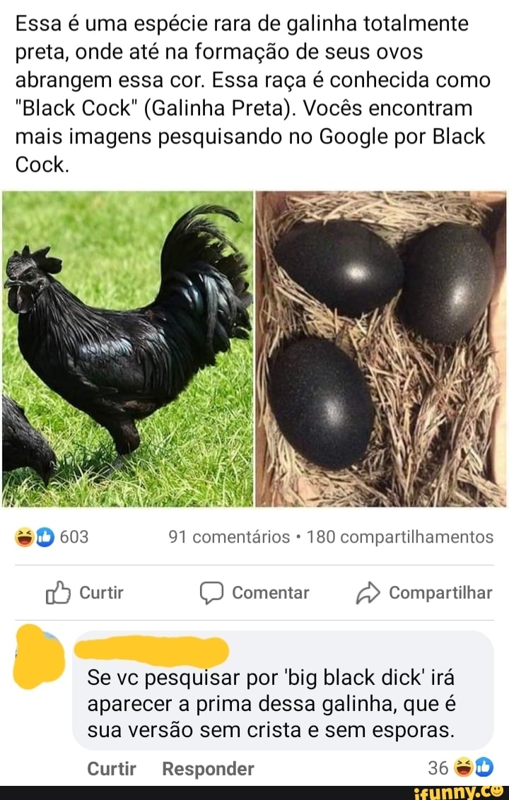 Essa é uma espécie rara de galinha totalmente preta, onde até na formação  de seus ovos