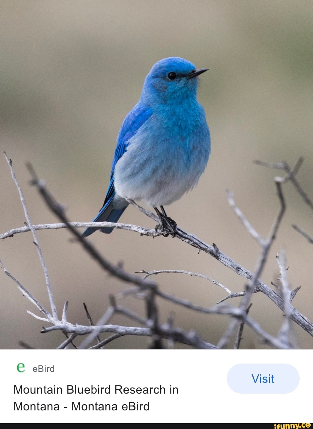 Mountain Bluebird - eBird