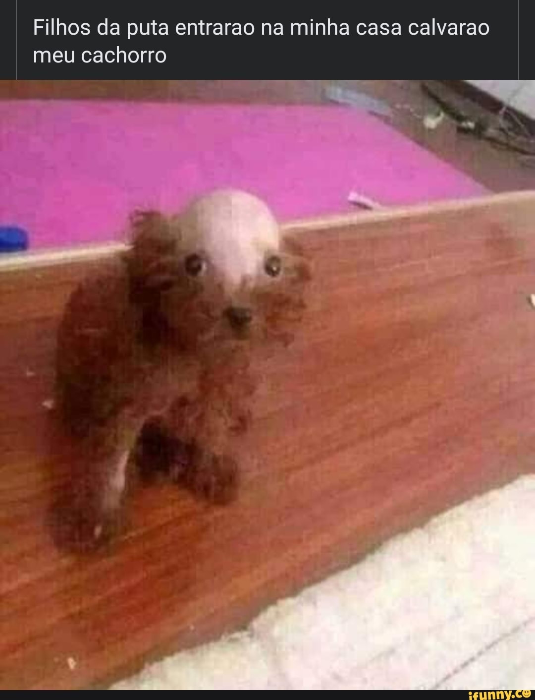 Filhos da puta entrarao na minha casa calvarao meu cachorro - iFunny Brazil