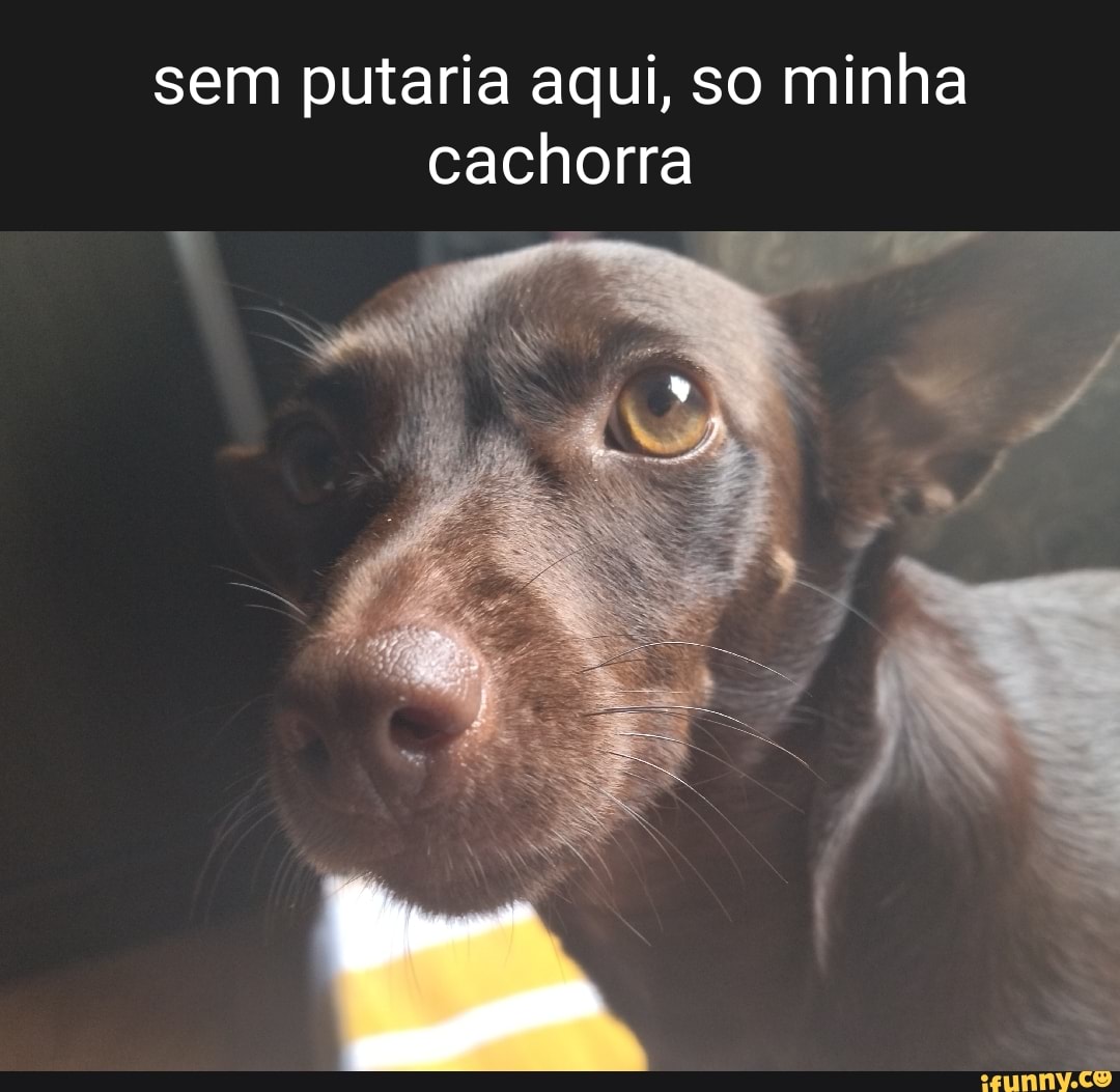 Sem putaria aqui, so minha cachorra - iFunny Brazil