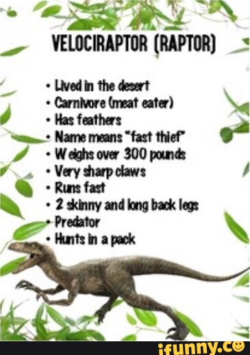 YELOCIRAPTOR (RAPTOR) Lived in the desert Carnivore (meat eater) \e Has