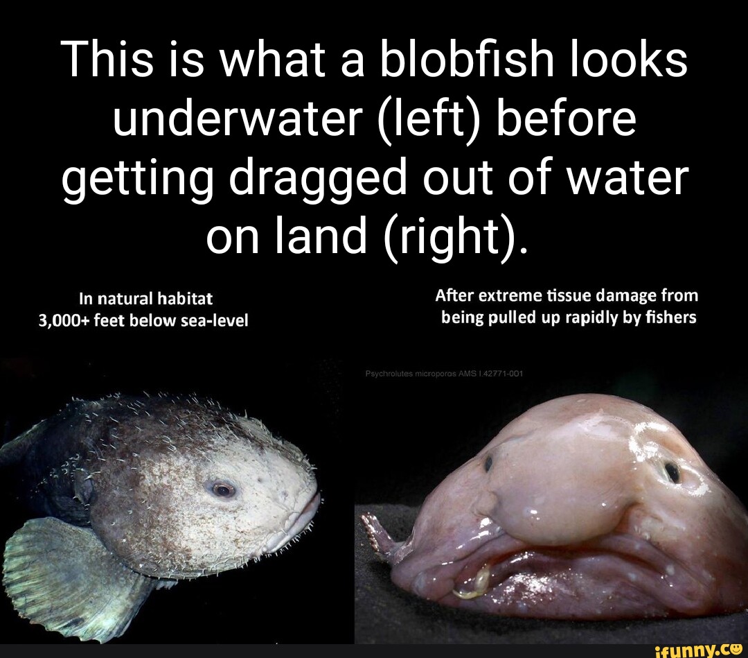 This is what a blobfish looks underwater (left) before getting dragged out  of water on land (