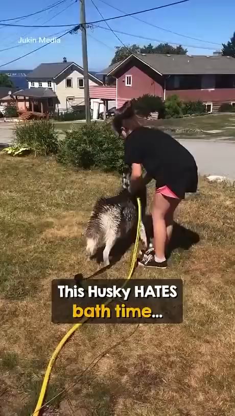 Husky hates hot sale bath