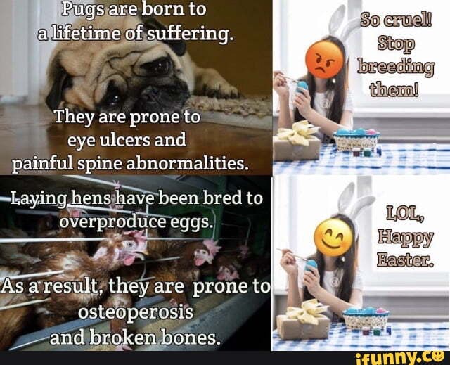Pugs are born to lifetime of suffering. So cruel Stop thenal Haster