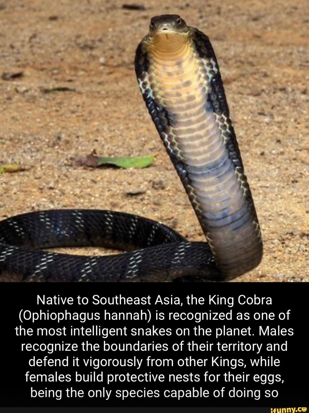 Did you know that King cobra is not a true cobra? ☝️#kingcobra #ophiop