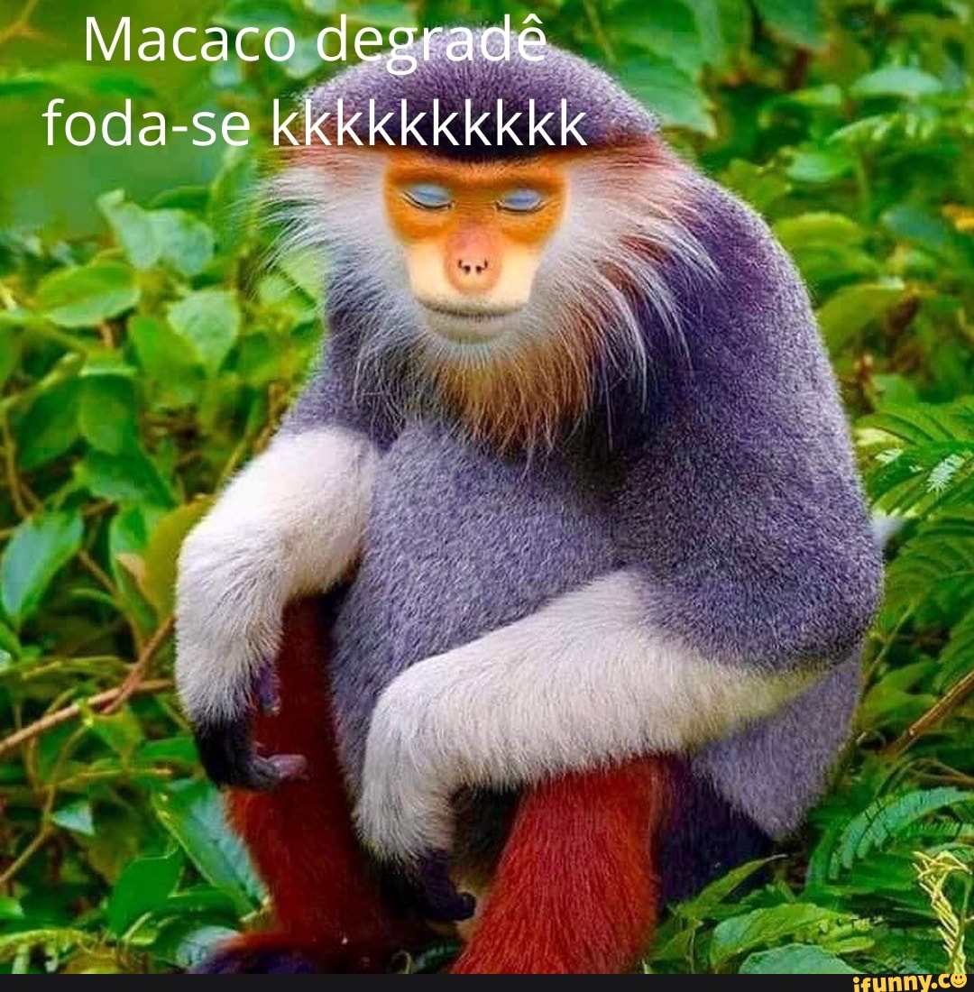 Macaco degradê foda-se kkkkkkkkkk - iFunny Brazil