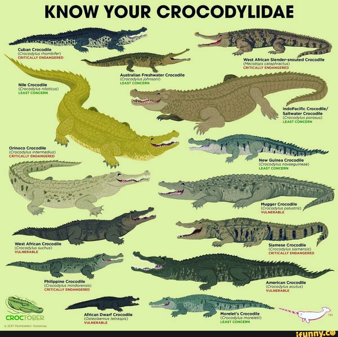 KNOW YOUR CROCODYLIDAE Cuban Crocodile (Crocodylus rhombifer ...