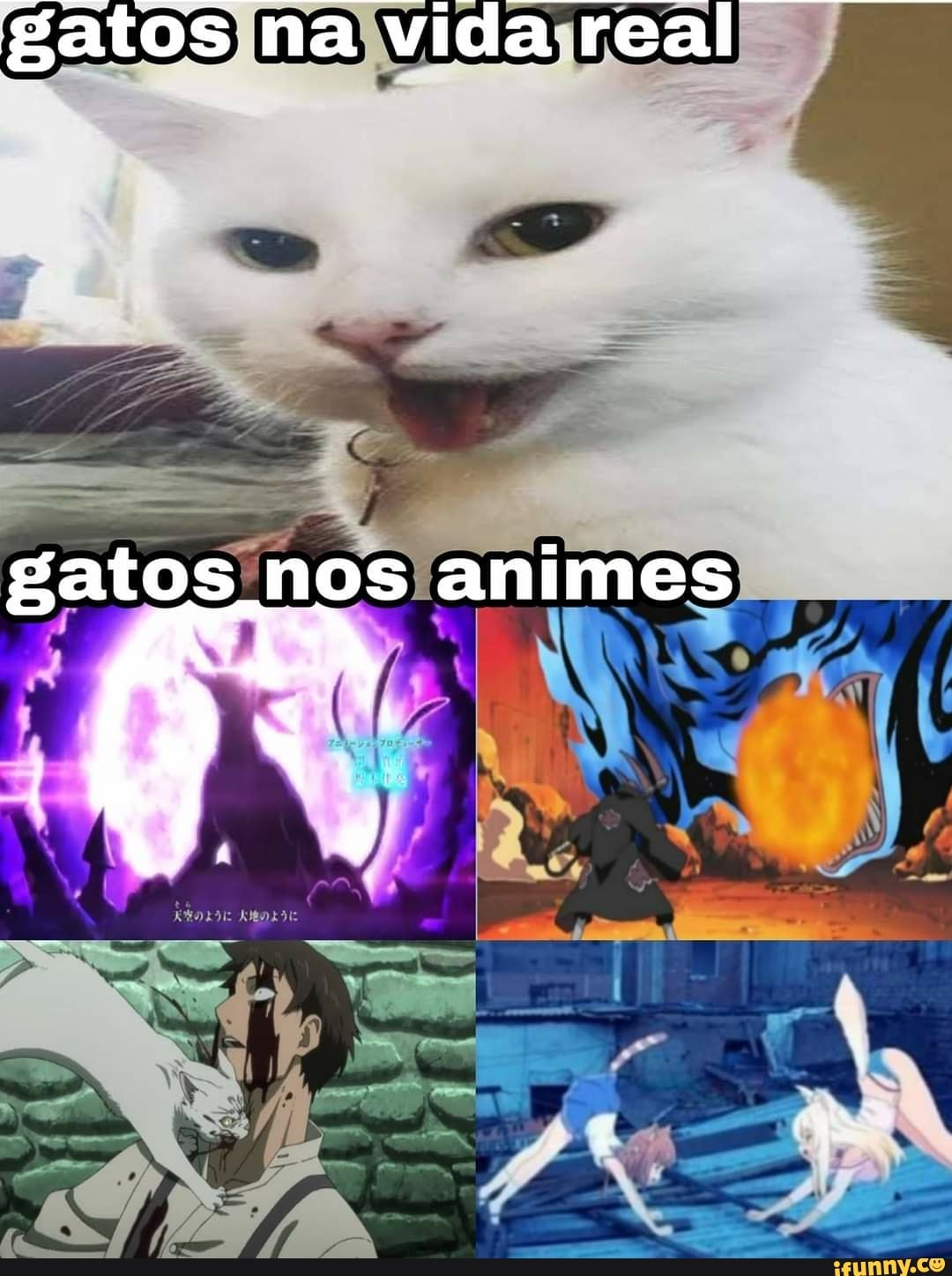 Gatos na vida real gatos nos animes - iFunny Brazil