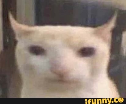 Bruh cats face cat : r/memes