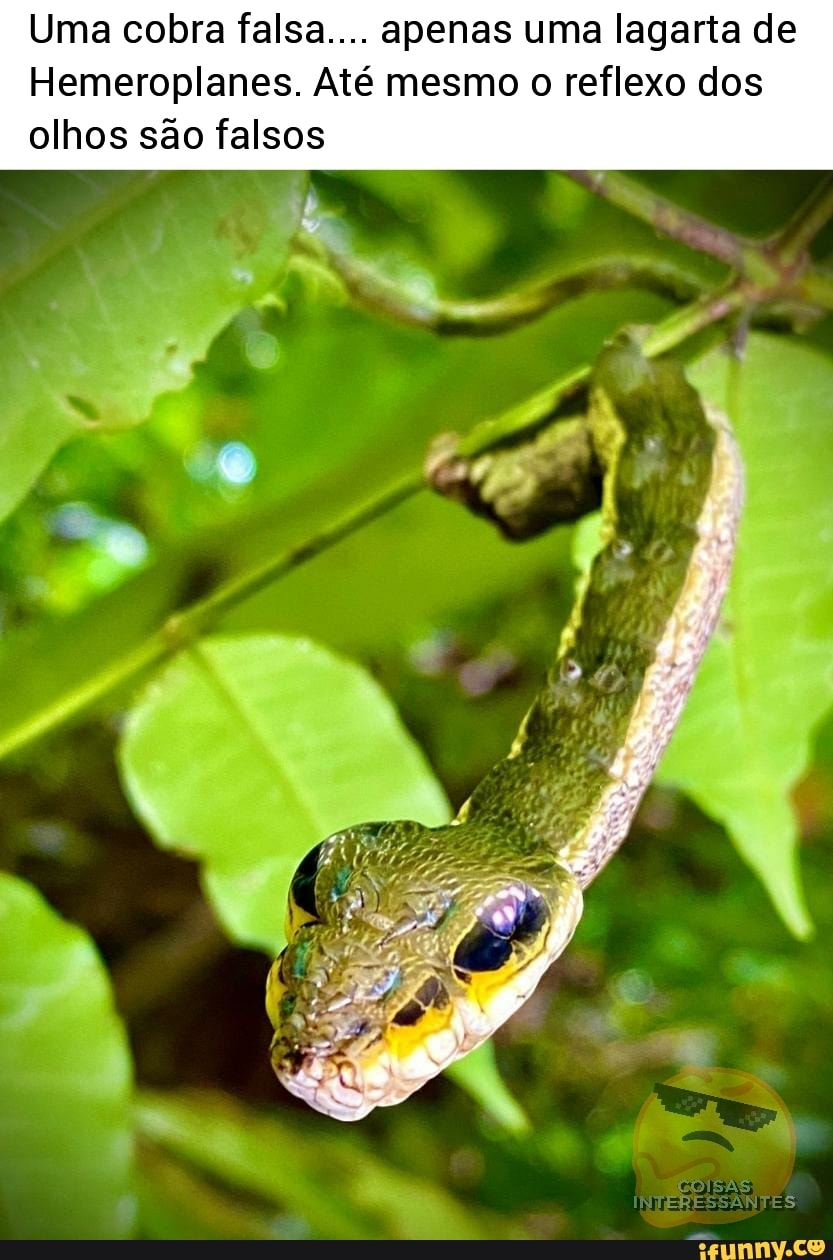 Sabe que cobra é essa? Bem, não é uma cobra. É uma lagarta