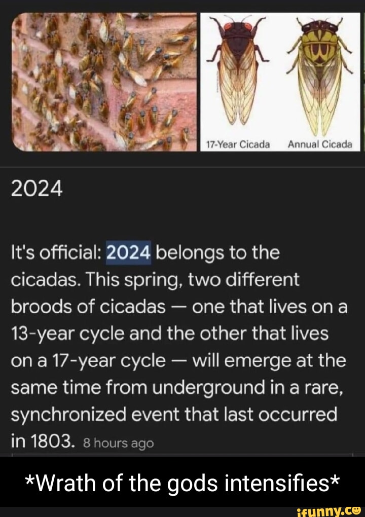 2024 Heads It S Official 2024 Belongs To The Cicadas This Spring Two   C720dc4a80ed480edbafc51ca0148ca59b29001d2e5f680e9b72ff39f1a88693 1 