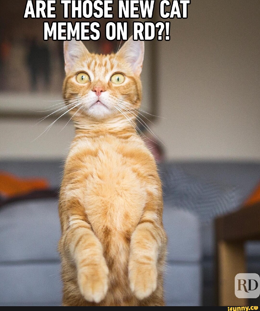 Cat memes : r/memes