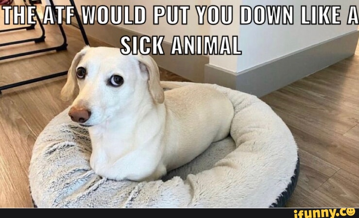 funny sick animals