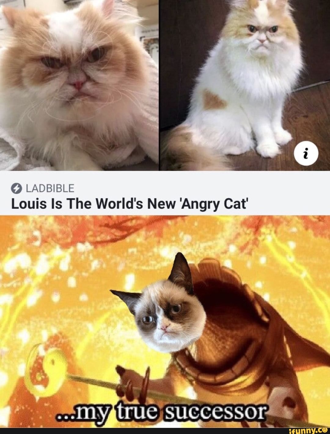 Angry Cat is Angry - iFunny Brazil