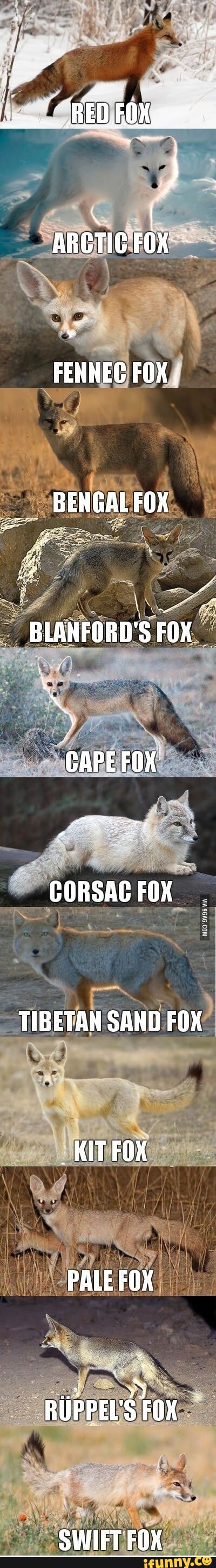 I ARCTIC FOX FENNEC FOX ; BENGAL FOX BLANFORD'S FOX CAPE FOX FOX