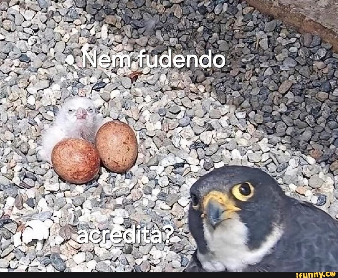 Nem. fudendo oF w ad : eS - iFunny Brazil