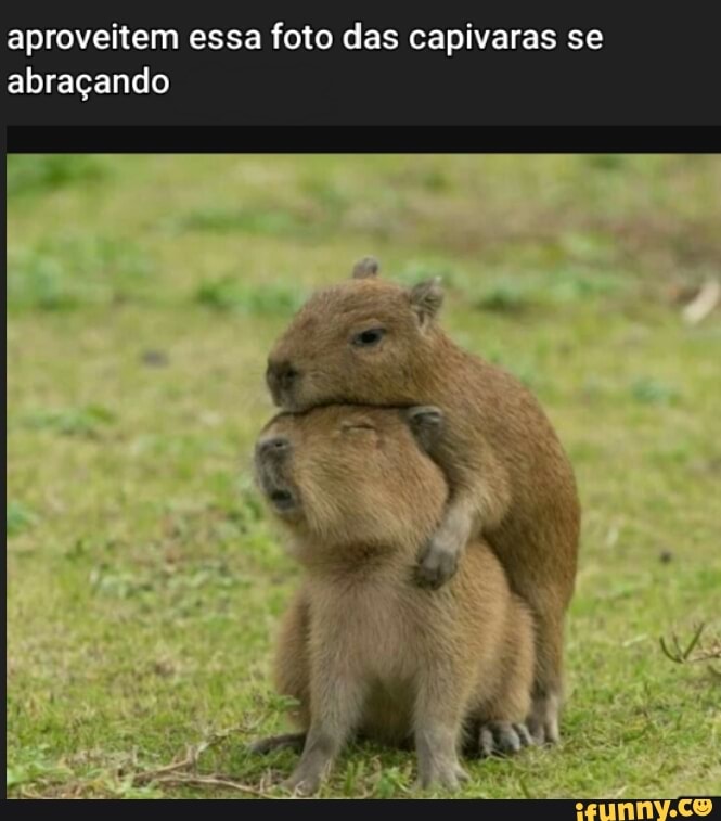 La Capivara - Passando só pra lembrar… #capivara #capivaras #memes