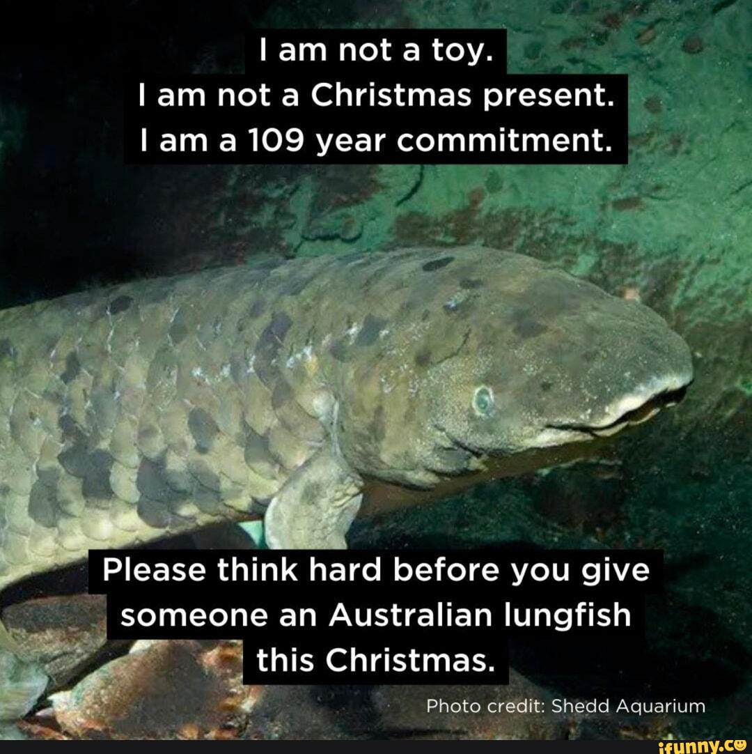 Remember, NJ: A Pet Is A Commitment, Not A Christmas Present