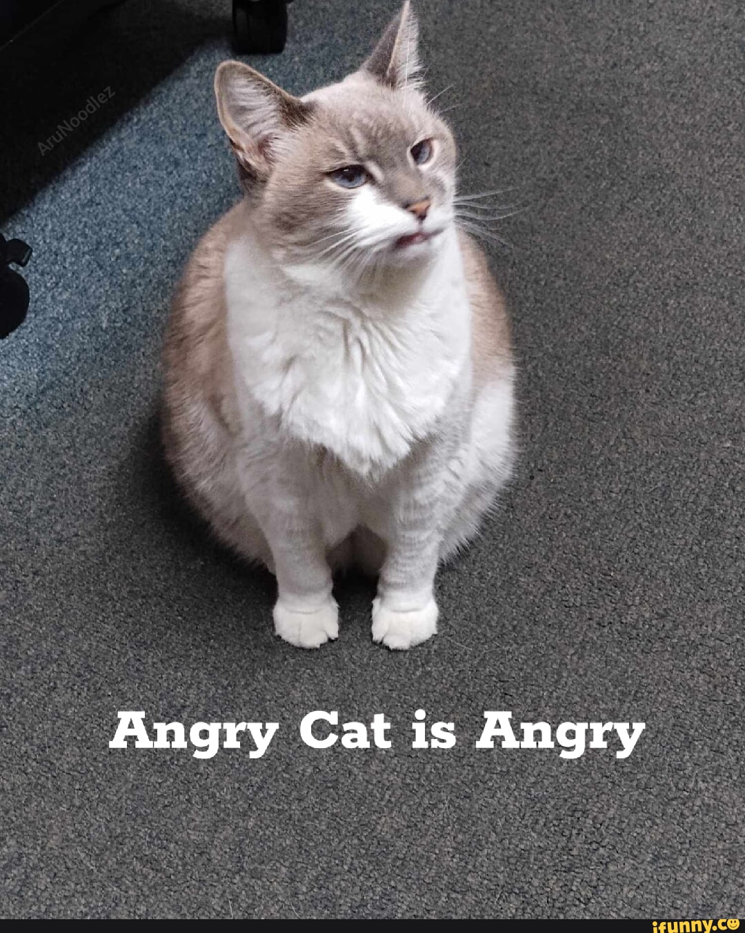 angrycat #cats #cat #meme #shitposting angy, Angry Cat